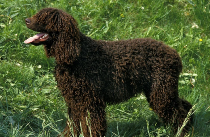 Veľké neplznúce plemená psov: Írsky vodný španiel